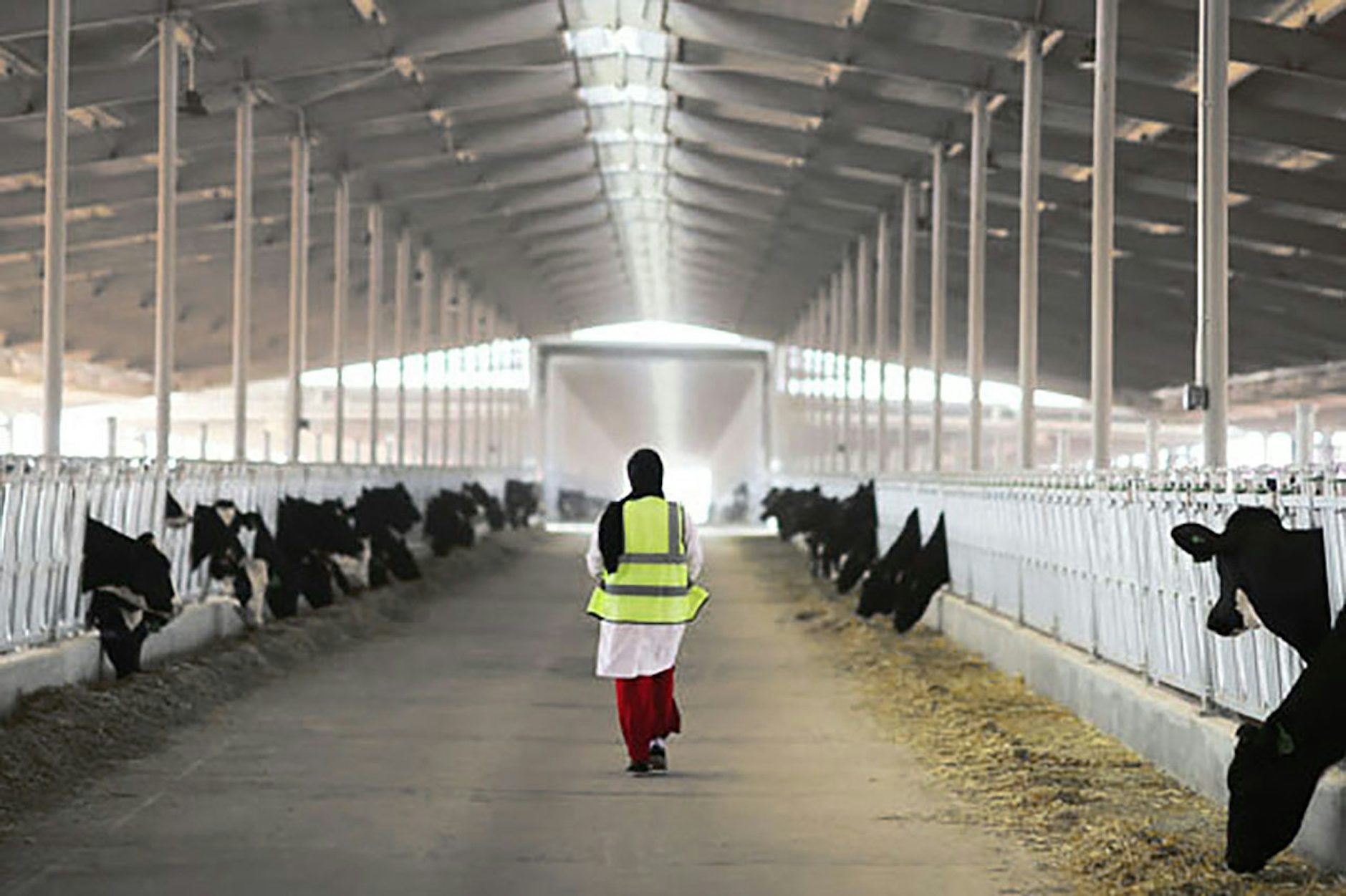 Mazoon Dairy